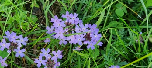 Glandularia andina - 