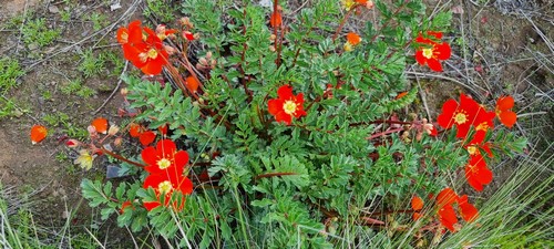Hypseocharis pimpinellifolia - 