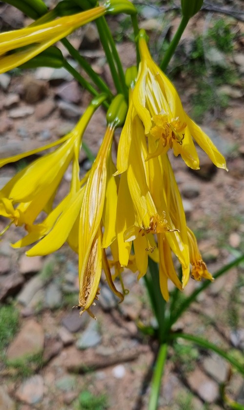 Rhodophiala bagnoldii - 