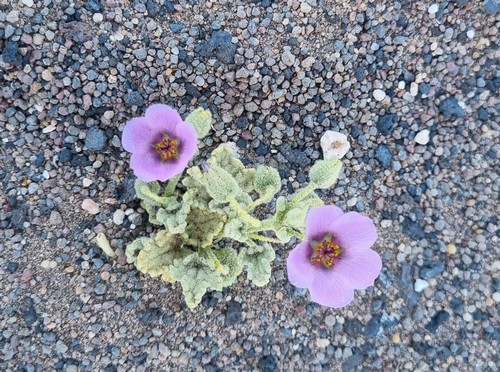 Cristaria aspera - 