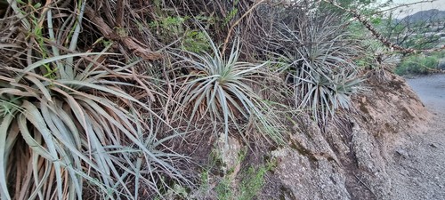 Hechtia glomerata - 