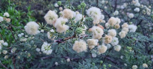 Leucanea leucocephala - 