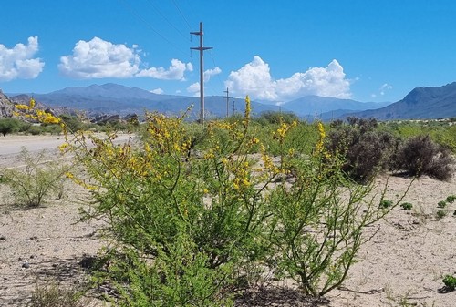 Parkinsonia aculeata - 