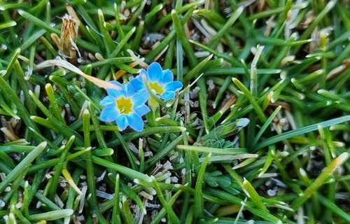 Gentiana prostrata - 