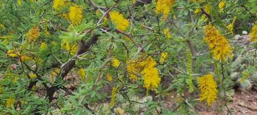 Vachellia farnesiana - 