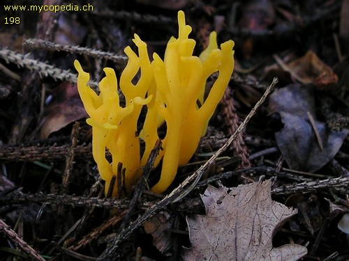 Calocera viscosa - 