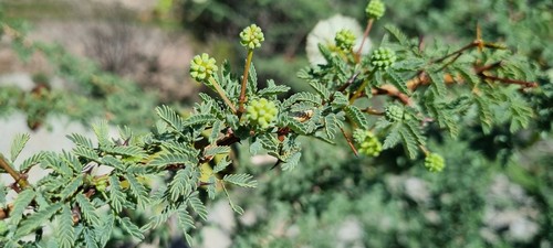 Vachellia farnesiana - 
