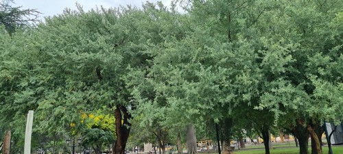 Geoffroea decorticans - 