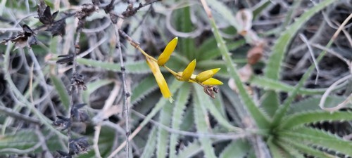 Deuterocohnia longipetala - 