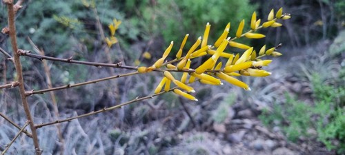 Deuterocohnia longipetala - 