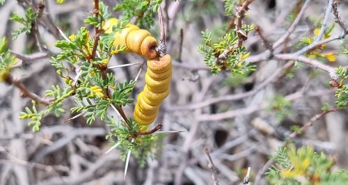 Prosopis pubescens - 