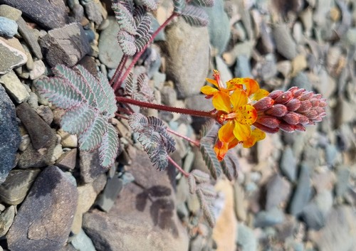 Hoffmannseggia glauca - 
