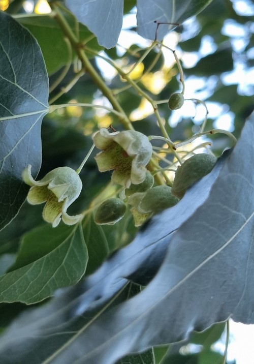 Brachychiton populneus - 