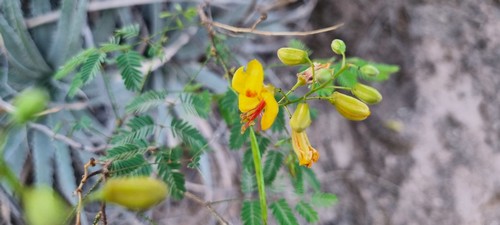 Parkinsonia mimosa - 