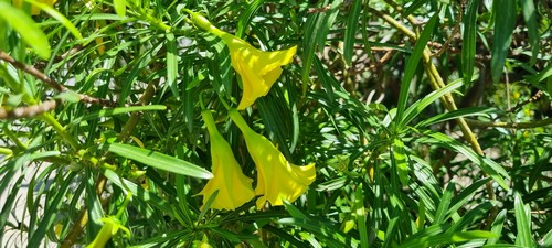 Thevetia peruviana - 