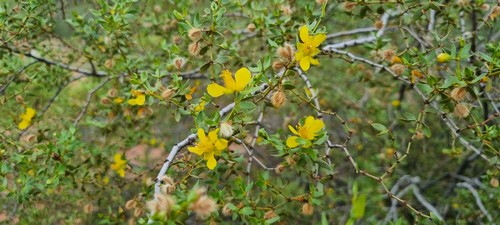 Larrea tridentata - 