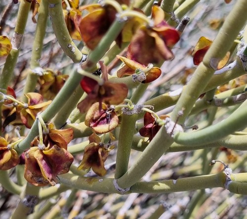 Bulnesia retama - 