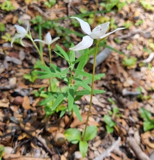 Codonorchis lessonii - 