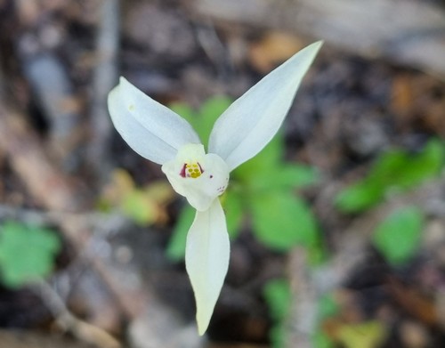 Codonorchis lessonii - 