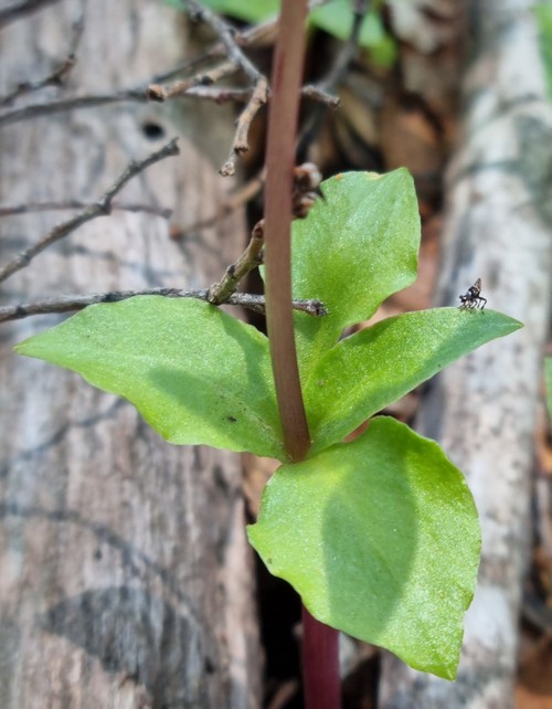 Codonorchis lessonii - 