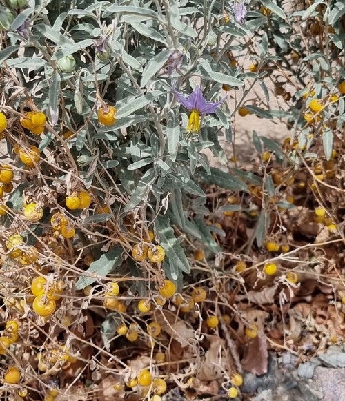 Solanum elaeagnifolium - 