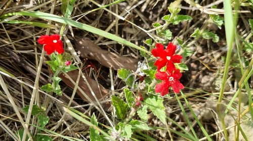 Glandularia peruviana - 