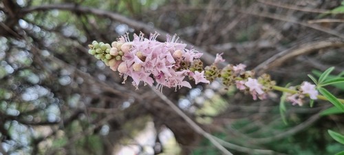 Vitex agnus-castus - 
