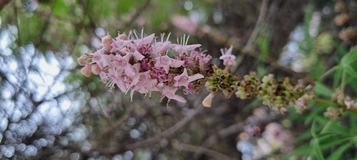 Vitex agnus-castus - 