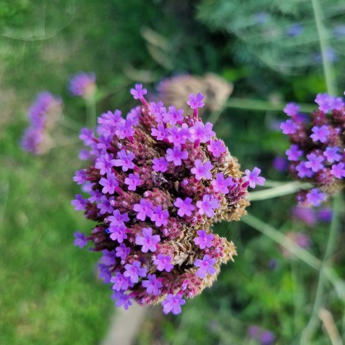 Verbena bonariensis - 