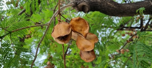 Jacaranda - 