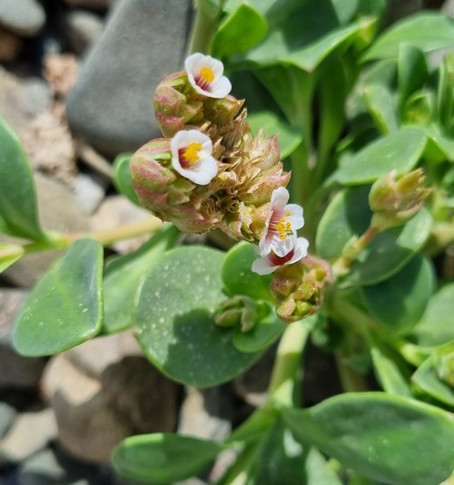 Heliotropium curassavicum - 