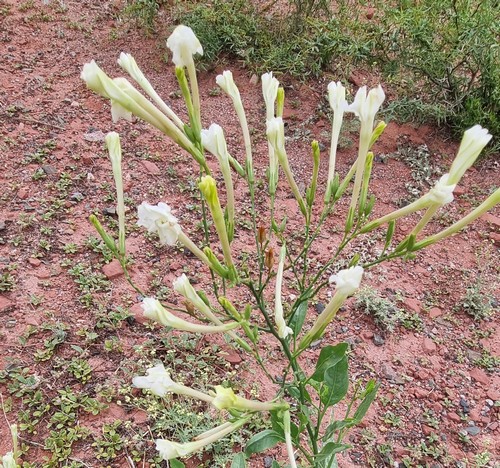 Nicotiana silvestris - 