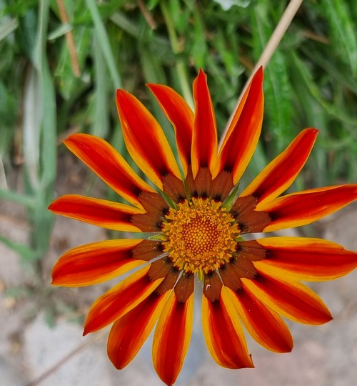 Gazania rigens - 