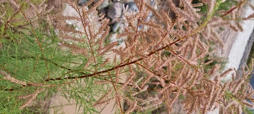 Tamarix - 