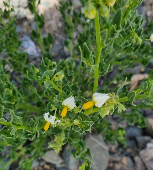 Solanum triflorum - 