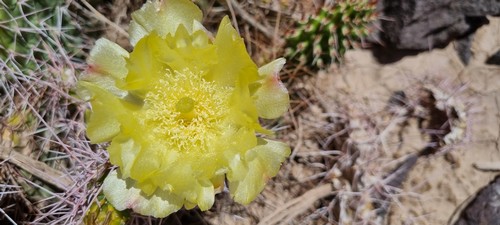 Opuntia ficus-indica - 