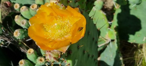 Opuntia ficus-indica - 
