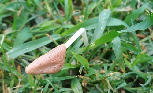 Conocybe deliquescens - 