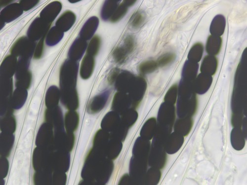 Sporormiella australis - 