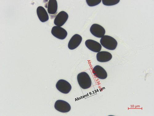 Sporormiella australis - 