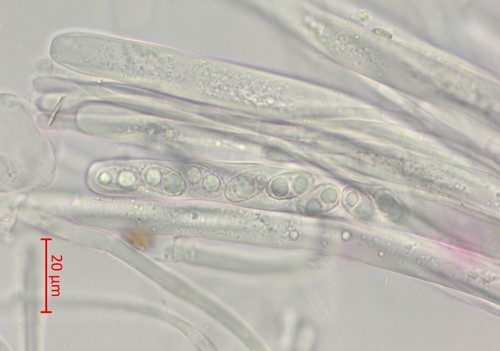 Geoscypha tenacella - 