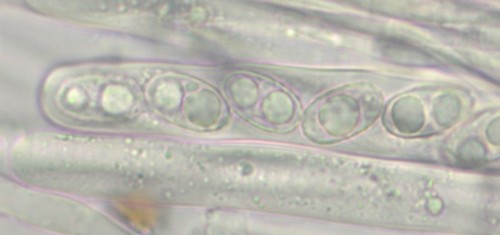 Geoscypha tenacella - 