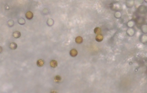 Pholiotina teneroides - 2sporige Basidien - 