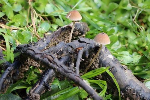 Psathyrella effibulata - 