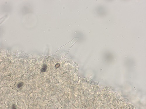 Psathyrella effibulata - Cheilozystiden - 