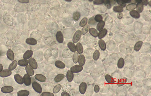 Psathyrella effibulata - 