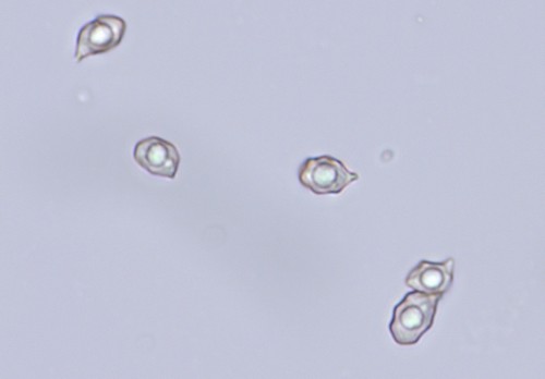 Entoloma byssisedum - 