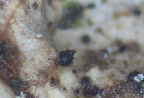 Capronia pilosella - 