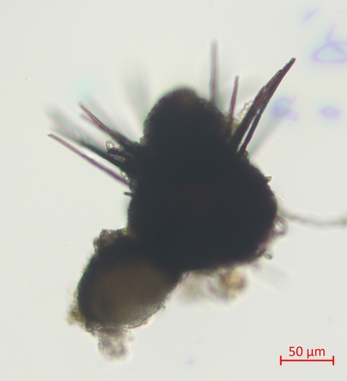 Capronia pilosella - 
