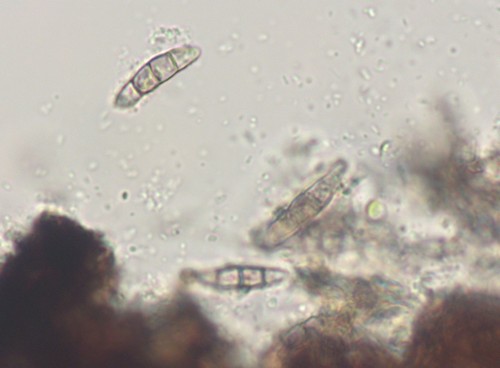 Capronia pilosella - 